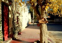 Cafayate & Casa Arbol Hostel Cafayate & Casa Arbol Hostel